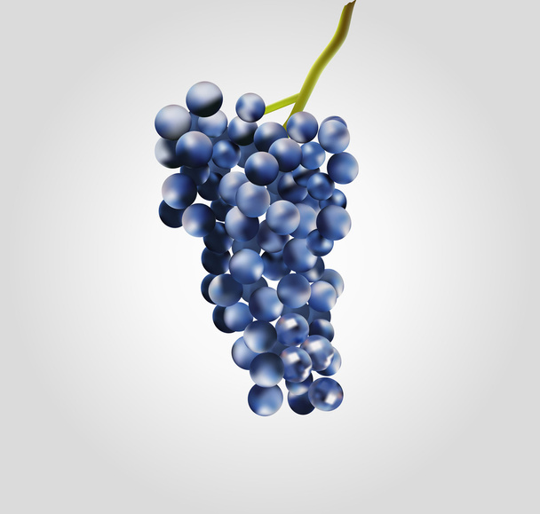 a szőlő ág - Vektor, kép