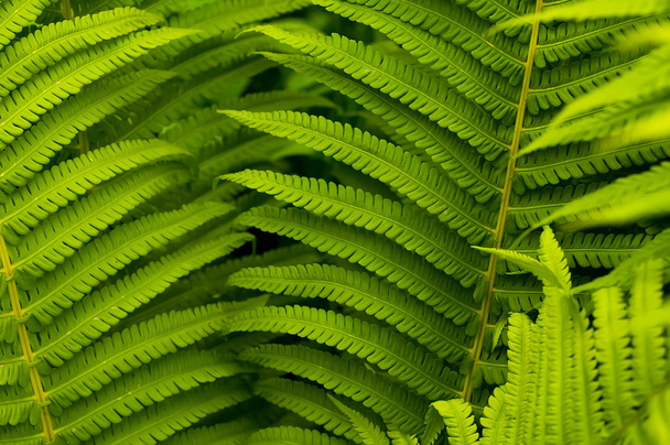 Green leaves of fern, tropical forest, are in sunbeams - Fotoğraf, Görsel