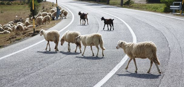 Sheep crossing a road - 写真・画像