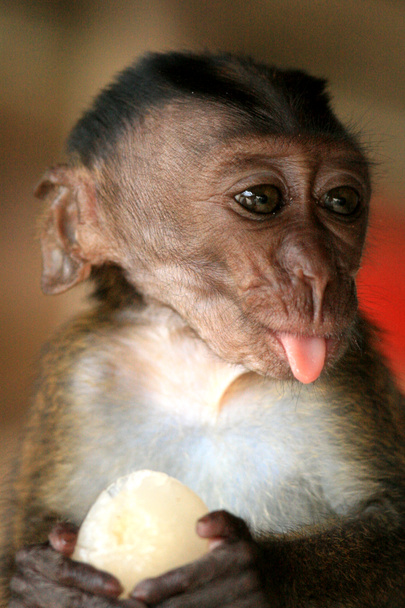 dziecko długo tailed macaque - Zdjęcie, obraz