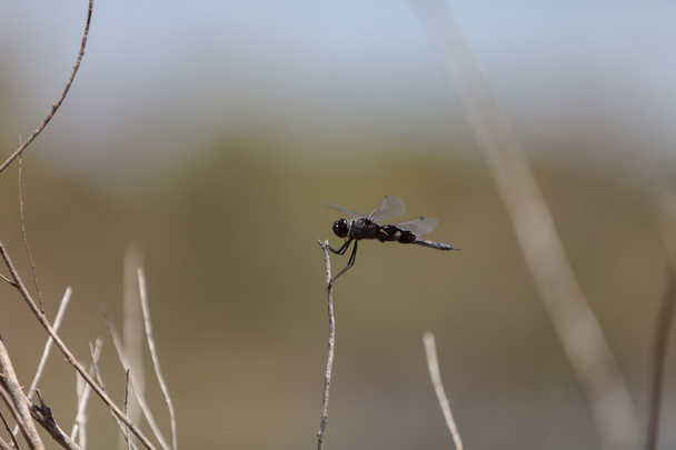 Preto alforjes libélula Tramea lacerado
 - Foto, Imagem