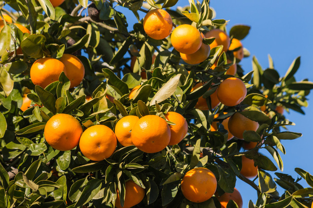 Clementinen reifen am Baum - Foto, Bild