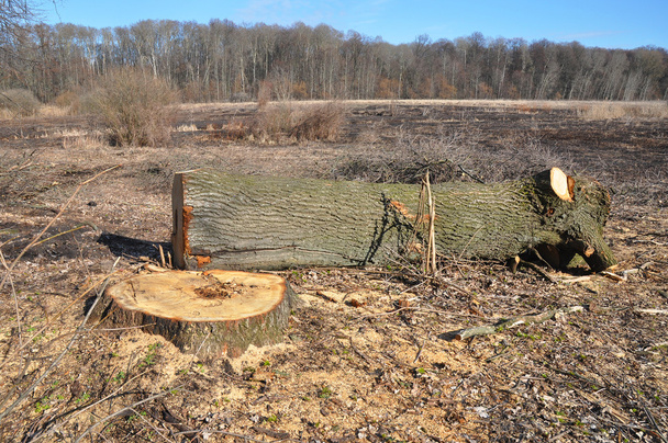 Primo piano sulla deforestazione in Europa
 - Foto, immagini