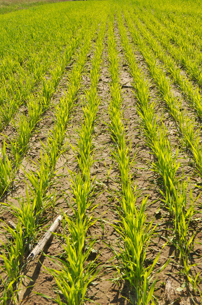 Крупный план на кукурузном поле
 - Фото, изображение