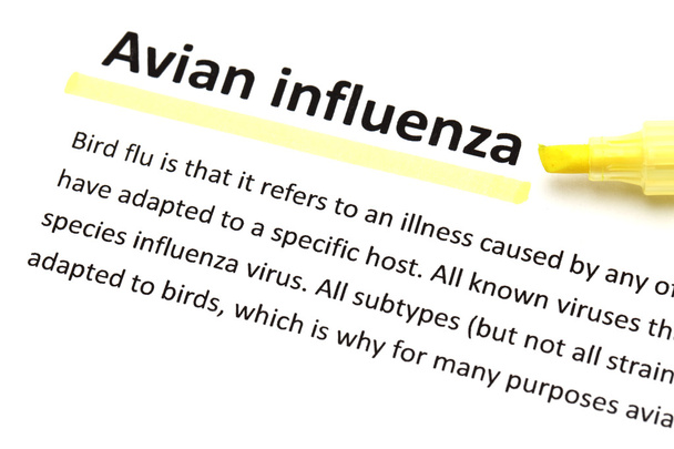 Significado da gripe aviária
 - Foto, Imagem