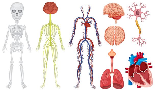 Διαφορετικό σύστημα στο ανθρώπινο σώμα - Διάνυσμα, εικόνα