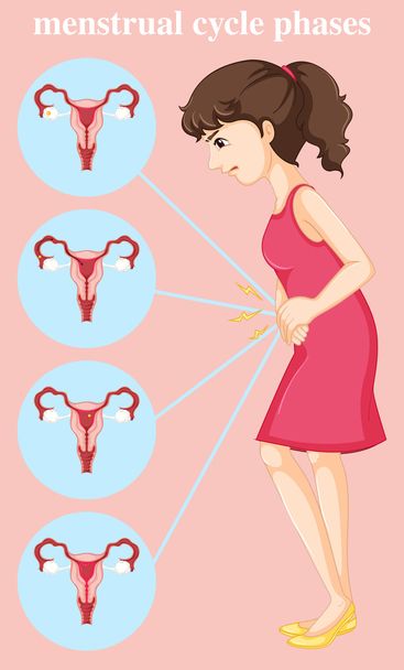 Donna con mestruazioni e diagramma di diverse fasi
 - Vettoriali, immagini