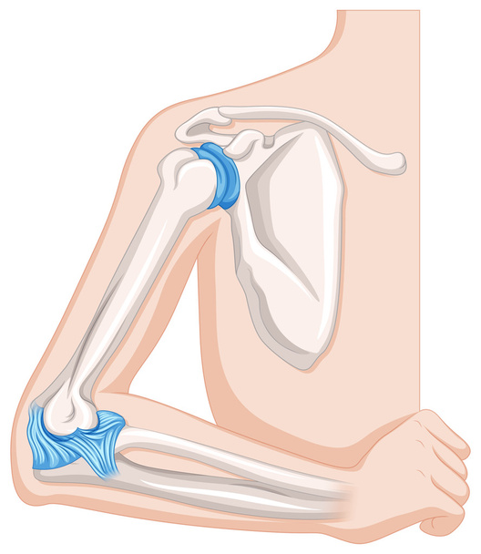 Άρθρωση του αγκώνα στο ανθρώπινο σώμα - Διάνυσμα, εικόνα