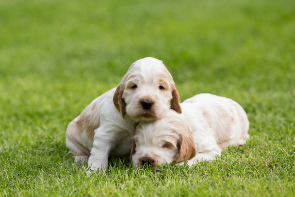 two small purebred English Cocker Spaniel puppy - Zdjęcie, obraz