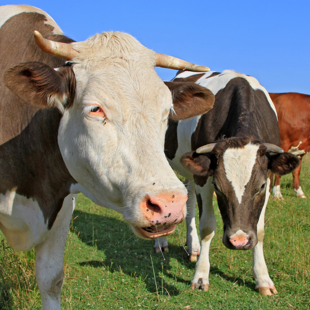 Lehmän pää laidunmaata vasten
 - Valokuva, kuva