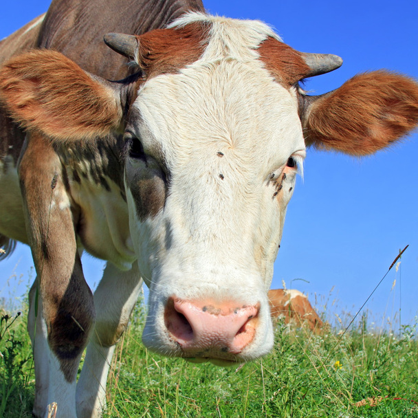 The calf on a summer pasture - Fotó, kép