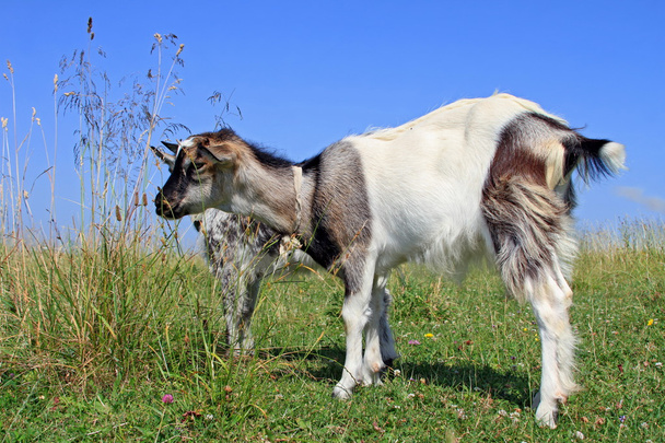 Goat on a summer pasture - Photo, Image