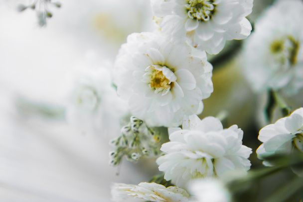 Macro shot of white gypsophila flowers - Fotó, kép
