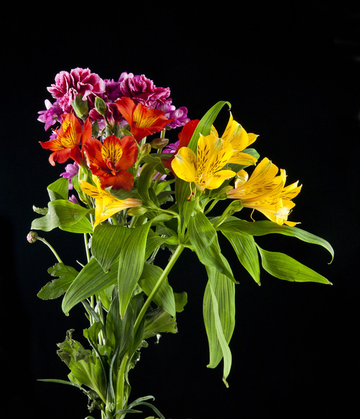 Blumen auf schwarzem Hintergrund - Foto, Bild