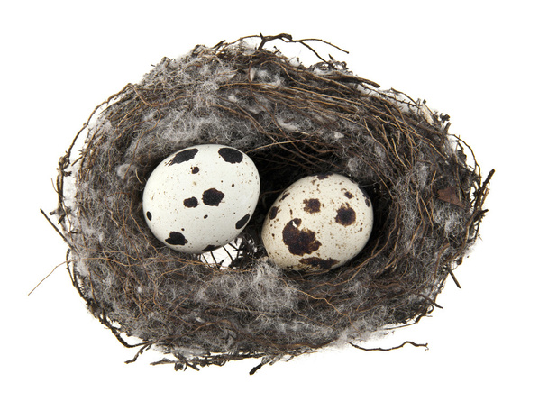 eggs in a nest - Photo, Image