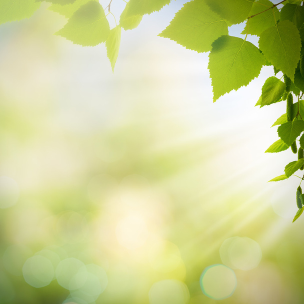 summer with green leaves and sun beam - Fotoğraf, Görsel