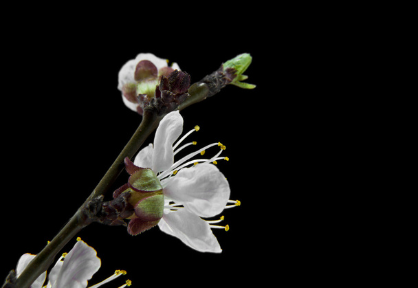 flores de albaricoque sobre un fondo negro
 - Foto, imagen