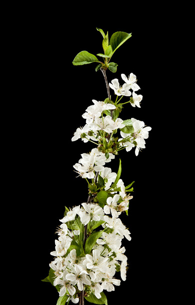 flowers of cherry - Fotó, kép