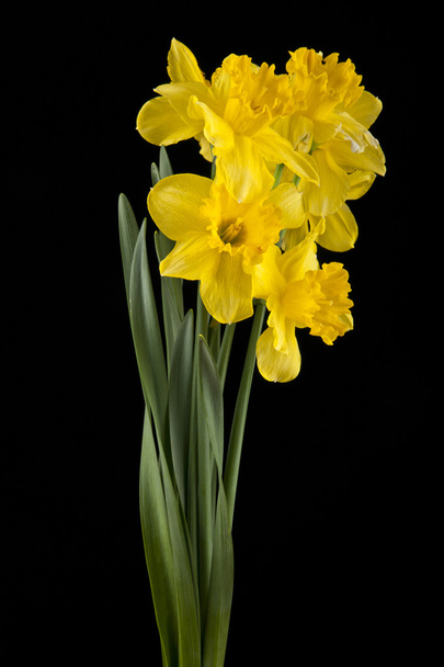 spring yellow daffodil flowers - Фото, изображение