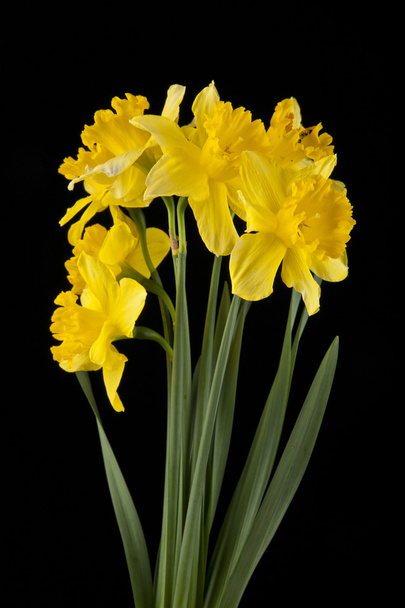 spring yellow daffodil flowers - Фото, изображение