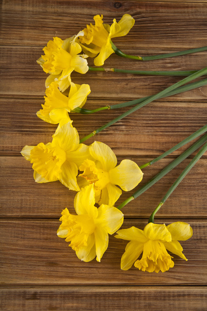 flores de primavera amarillo Narciso
 - Foto, Imagen