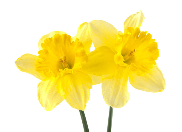 Весна красивые свежие нарциссы цветы
 - Фото, изображение