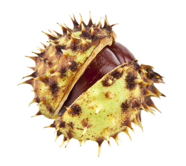 chestnut is isolated on a white background - Photo, image