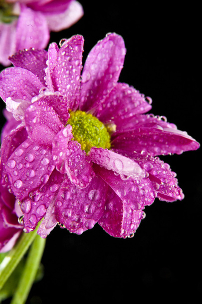 flowers in drops of water - Foto, Imagem