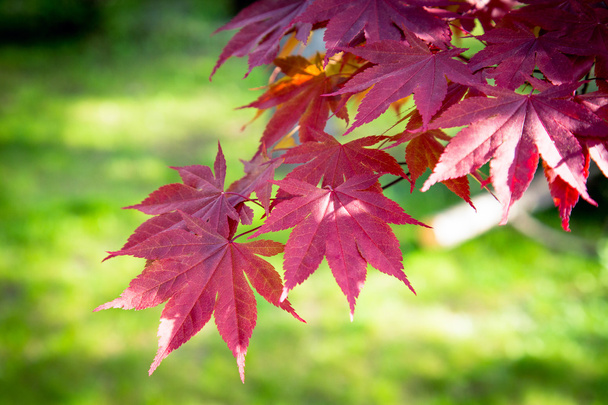 Red maple leaves on a green background - Foto, afbeelding