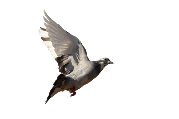 Летящий голубь вблизи
 - Фото, изображение