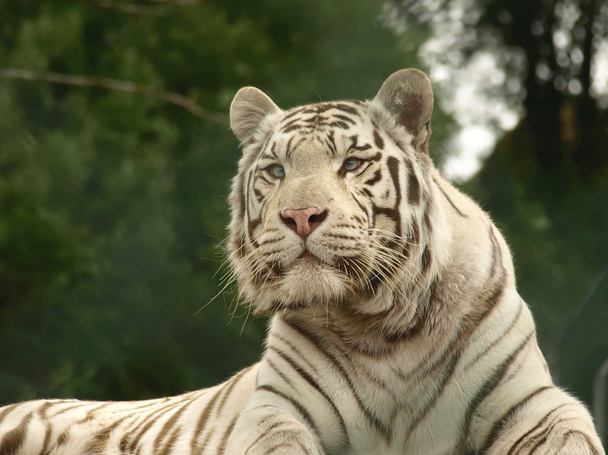 Белый тигр
 - Фото, изображение