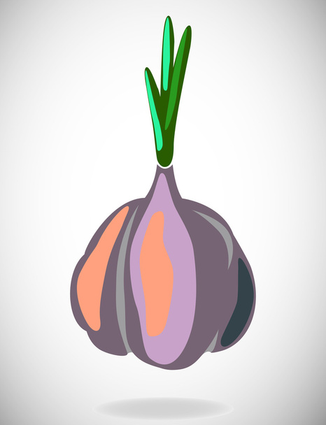 Flat illustration with shadow of garlic - Vector, Image
