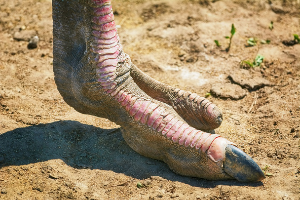 Big Ostrich Foot - Φωτογραφία, εικόνα