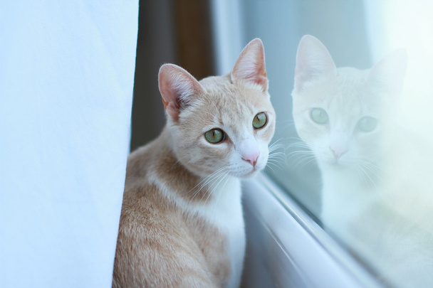 Jeune chat roux et blanc devant une fentre - Fotoğraf, Görsel