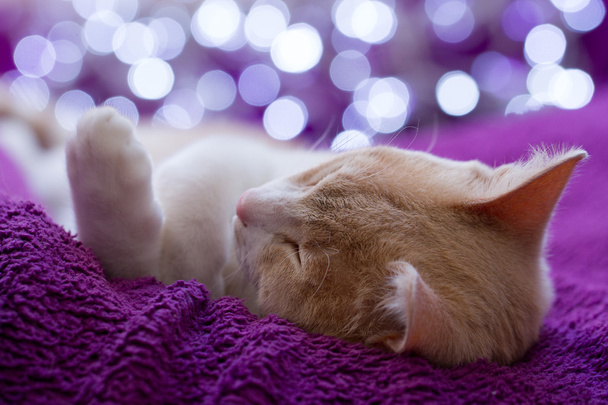 Jeune chat roux et blanc en train de dormir sur une couverture violette - Photo, Image