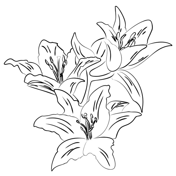 Lily with bud outline sketch vector - Vektor, Bild