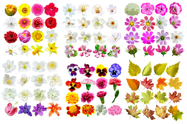 Pupeny krásných květin a listí na stromech izolované na bílém  - Fotografie, Obrázek