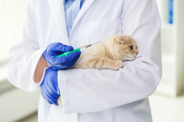 close up of vet making vaccine to kitten at clinic - Foto, afbeelding