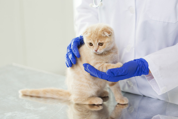 close-up de veterinário com gatinho escocês na clínica
 - Foto, Imagem