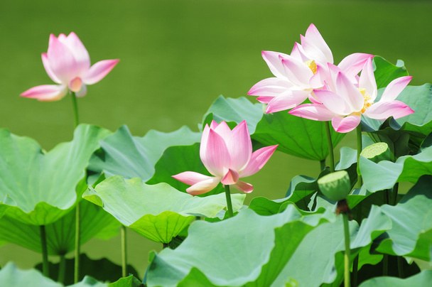 Flores de lótus florescendo na lagoa
 - Foto, Imagem