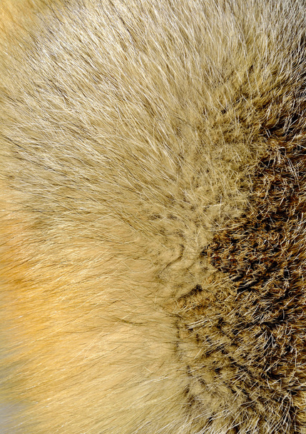 Textura de pele de raposa
 - Foto, Imagem