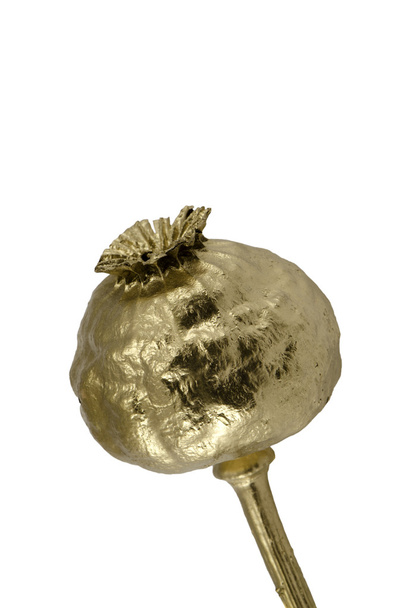 Cabeça de papoila pintada de cor dourada isolada em branco
 - Foto, Imagem