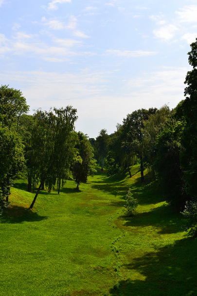 Green field and trees - Фото, зображення