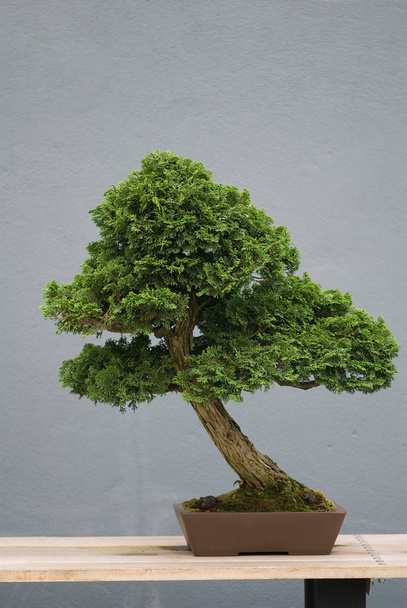 Bonsai drzewa na drewnianym stole - Zdjęcie, obraz