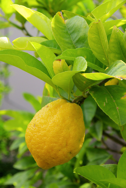 Lemon on tree 08 - Photo, Image