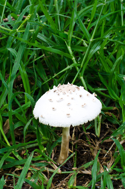 Cogumelo branco
 - Foto, Imagem