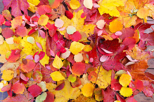 Autumn fall leaves background - Foto, Imagen