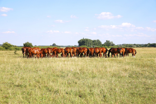 Стадо гідранових коней, що їдять свіжу зелену траву літній час
  - Фото, зображення