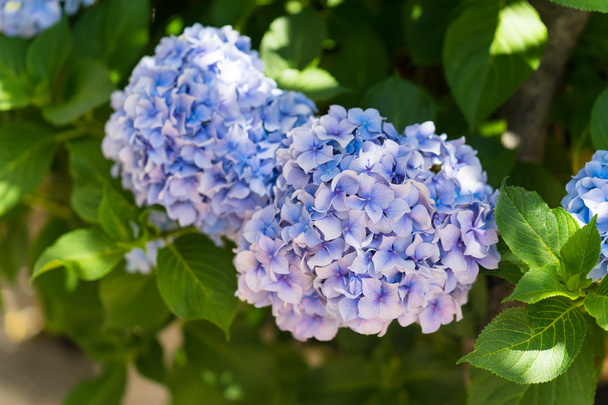 Fiore di ortensia blu
 - Foto, immagini