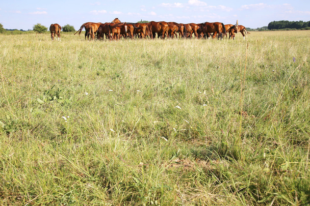 Eszik friss greengrass a puszta gidran telivér lovak - Fotó, kép